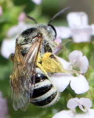 Lasioglossum sisymbrii