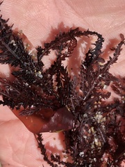 Neoptilota densa