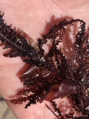 Neoptilota densa