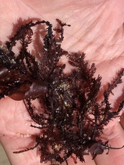 Neoptilota densa