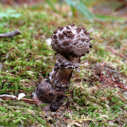 Old-man-of-the-woods