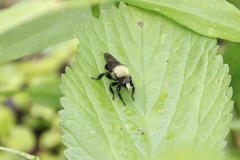 Laphria flavicollis