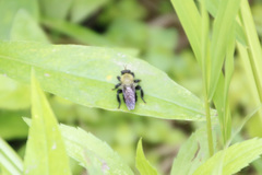 Laphria flavicollis