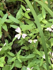 Rhinotropis californica