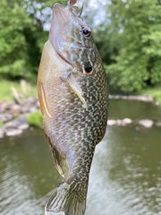 Lepomis gibbosus × cyanellus