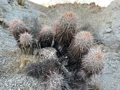 Homalocephala polycephala