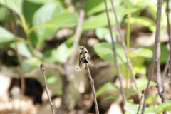 Cephenemyia phobifer