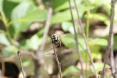 Cephenemyia phobifer