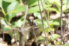 Cephenemyia phobifer