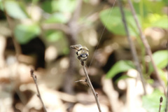 Cephenemyia phobifer