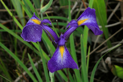 Iris tridentata