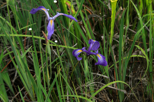 Image of Iris tridentata by no rights reserved