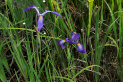 Iris tridentata