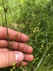 Stellulatae