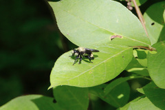 Laphria divisor