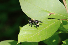 Laphria divisor