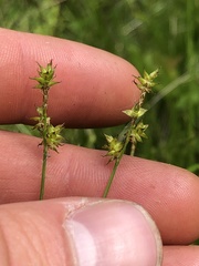 Stellulatae