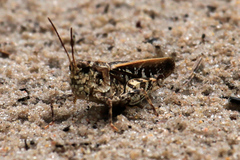 Pardalophora phoenicoptera