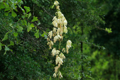 Yucca filamentosa concava
