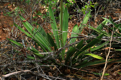 Yucca filamentosa concava