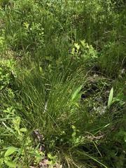 Stellulatae