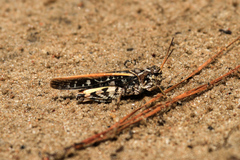 Pardalophora phoenicoptera
