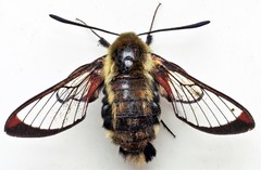Hemaris diffinis