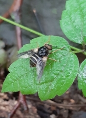 Goniops chrysocoma