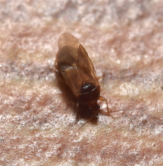 Cimicoidea