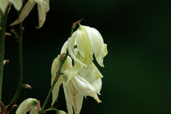 Yucca filamentosa concava