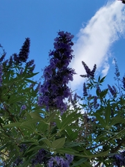 Vitex agnus-castus