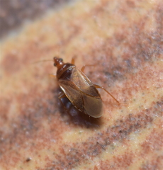 Cimicoidea