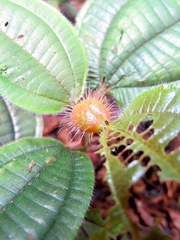 Miconia formicosetosa