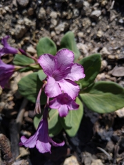 Cycladenia humilis