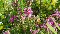 Pedicularis sudetica interior