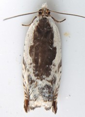 Ancylis nubeculana