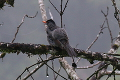 Hypsipetes madagascariensis