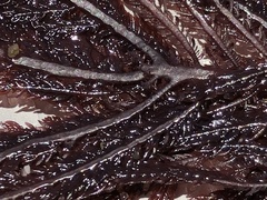 Neoptilota densa