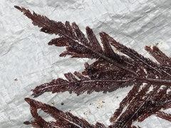 Neoptilota densa