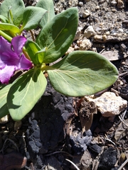 Cycladenia humilis