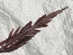 Neoptilota densa