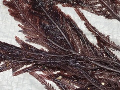 Neoptilota densa