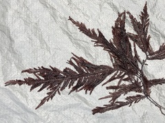 Neoptilota densa