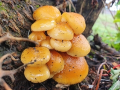Flammulina mexicana