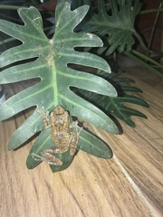 Eleutherodactylus coqui