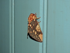 Citheronia brissotii