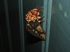 Citheronia brissotii