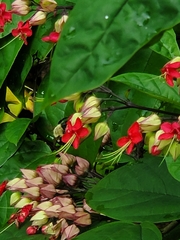 Bombus impatiens image