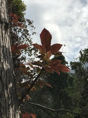 Liquidambar formosana