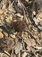 Liquidambar formosana